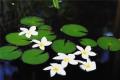 Introduction to what aquatic plants are and how to raise them