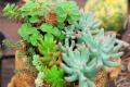 Methods of controlling insect pests by succulent plants
