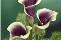 Cultivation methods of colorful calla lilies