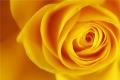 The Flower language of Yellow Rose