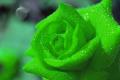 What is the language of green roses