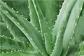 The function of aloe teaches you several ways to eat aloe.