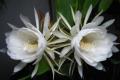 When does epiphyllum open epiphyllum home fengshui