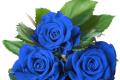 What does blue rose mean?