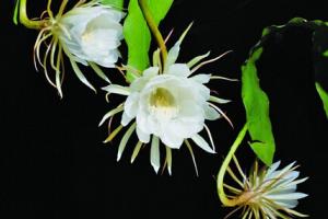 Introduction to the common sense of epiphyllum when to open household flowers