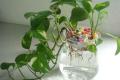 What are the species of hydroponic plants in family hydroponics?