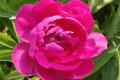 The difference between peony and peony teaches you to distinguish between the two.