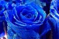 What is the language of blue rose? what does blue rose mean?
