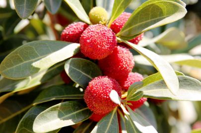 Introduction to planting time and techniques of Myrica rubra