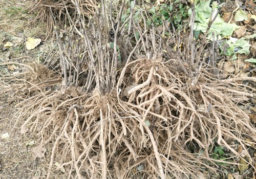 How much is the price of oil peony seedlings? Are there any prospects for planting in 2019?