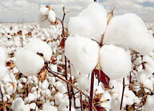 The latest news of cotton subsidy in 2019! Is there a subsidy for growing cotton?