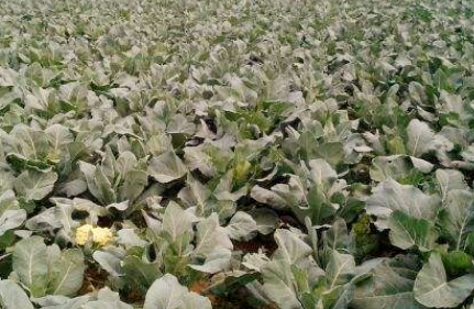 How to grow cauliflower (cauliflower)? How is the planting benefit?