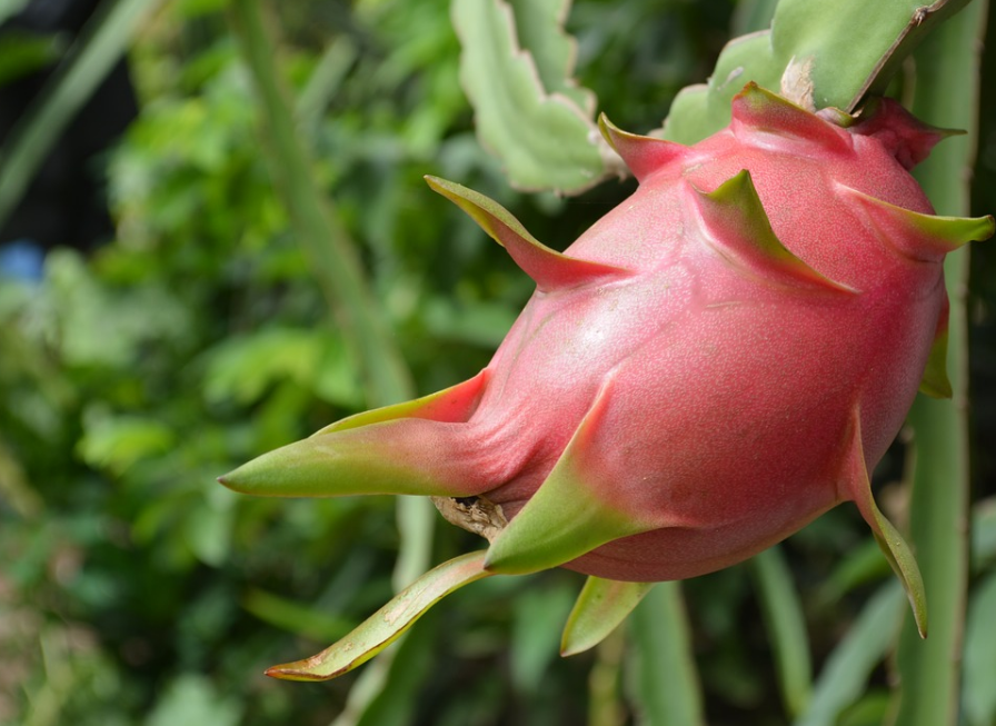 How much is the dragon fruit per jin? Do you know the planting time and technology? When will it blossom?