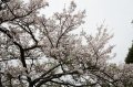 Dialogue between ── Sakura and Sakura in Alishan Cherry Blossom season in Chiayi County