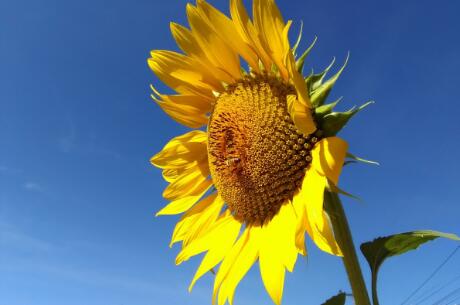 How much sunflower planting area is there in 2018? Will sunflower prices rise in the second half of the year?