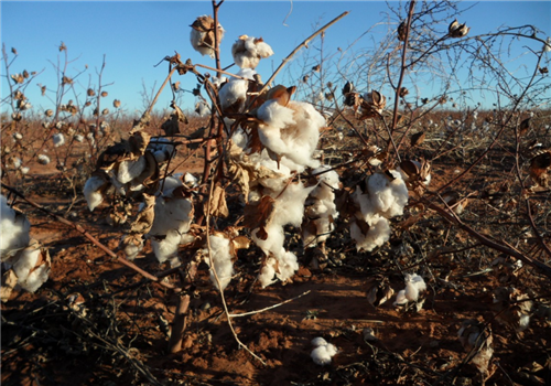 * * Cotton acreage accounts for 80% of the country, come and see how they achieve high yield?