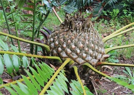 What if the leaves of cycad, a beautiful ornamental tree, turn yellow? What varieties do you have? What are the value functions?