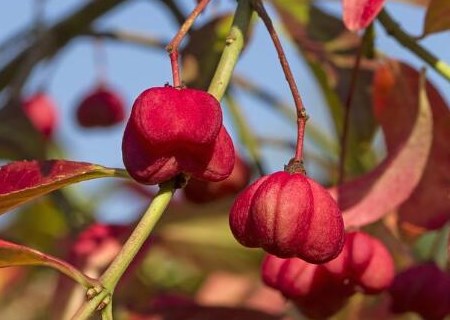 What are the bonsai production and maintenance methods of Euonymus paniculata? What's the difference between holly and holly? What's the effect?