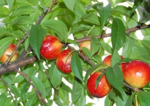 When do rose plums usually blossom and bear fruit? When will it be ready for market? What is the efficacy? What are the planting techniques?