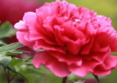 How to plant peonies? How to carry out maintenance management? How's the profit?