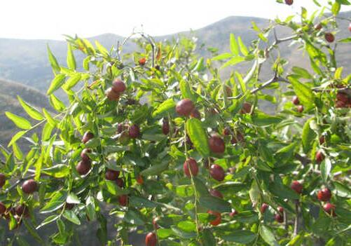 How much does a bush jujube seedling cost? When do you plant it? How many years to blossom? What are the planting methods?