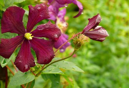 When is the season of transplanting Liana Flower Queen Clematis? How many years can you live by planting? How many times a year do you bloom?