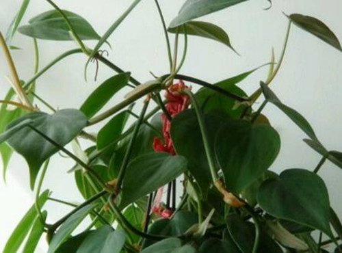 Where are the heart-leaf vines of Araceae mainly distributed? How to breed it? What are the functions?