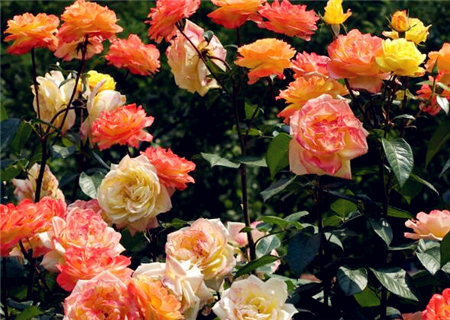When do roses bloom? When is the best time to cut? (with latest prices)