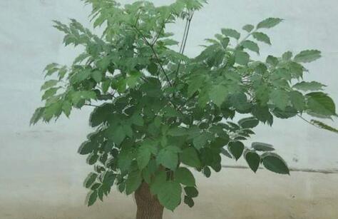 How much is the happiness tree per pot? How often is it watered? What do you need to pay attention to in breeding?