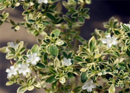 When does June snow usually blossom? How to breed it?