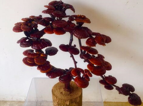 What is the price of Ganoderma lucidum bonsai? How do you raise it? What's the effect?