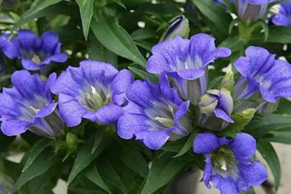How about the cost and profit of planting one mu of gentian grass? Analysis on the planting benefit of Gentiana officinalis