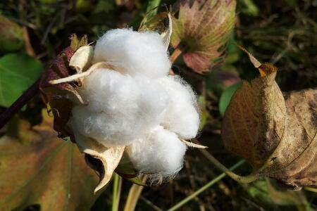 How much is the cotton seed per jin? What are the high-yielding varieties? How do you plant it?