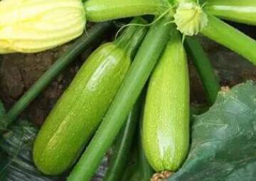 When does the annual trailing herb zucchini grow? (pollution-free planting technique in winter and spring)