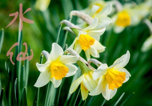 How do daffodils sprout? What if it doesn't sprout or blossom? How can we delay or bloom ahead of time?