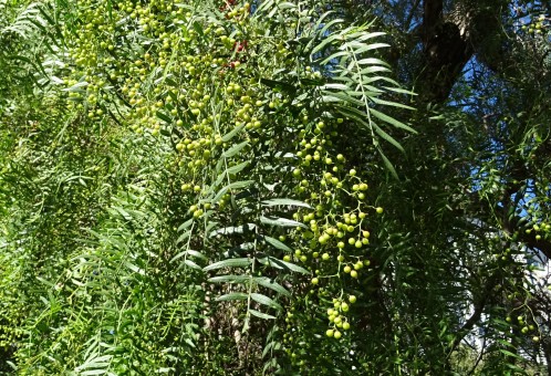 What kind of crop is suitable to grow under the pepper tree? What kind of crops can be interplanted under the tree?