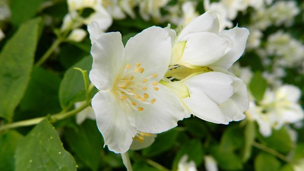 How many times a year does Jasmine bloom? When do they bloom? How much is the market price for a pot? How?