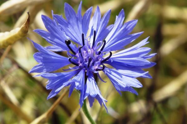 When do cornflowers sow and bloom? How long is the growth cycle? What are the planting methods? (with flowers)