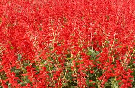 When will a string of red seeds be sown? How many months will it blossom after planting? What is its fancy language? How to plant it?