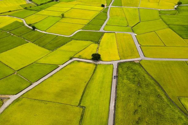 The high yield of rice broke the new high, and the Council of Agriculture expanded the purchase of public grain to support grain prices. Chen Jizhong: Rice drives 200 billion social benefits.