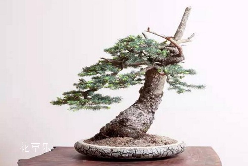 Bonsai introduction to the four aristocratic cypress, boxwood, lobular red sandalwood and yew bonsai