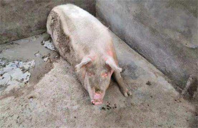 What if the labor process of sows is too long?