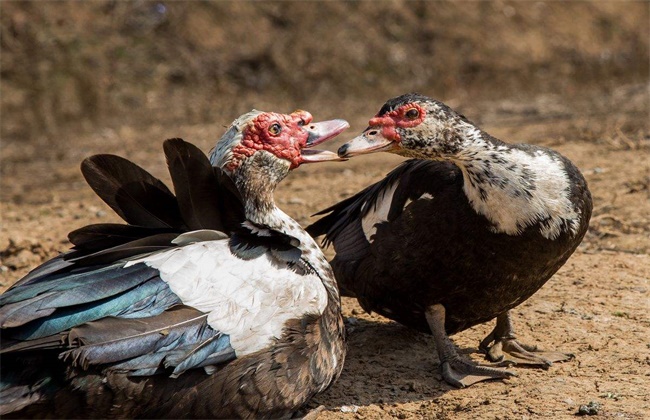 Management techniques for moulting period of Muscovy Duck