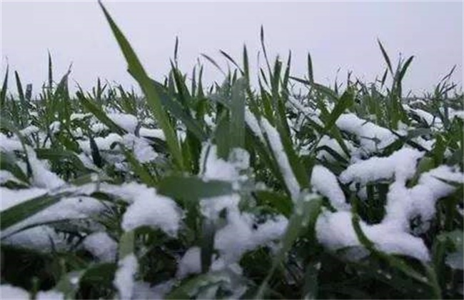 Prevention methods of cold in late spring of wheat