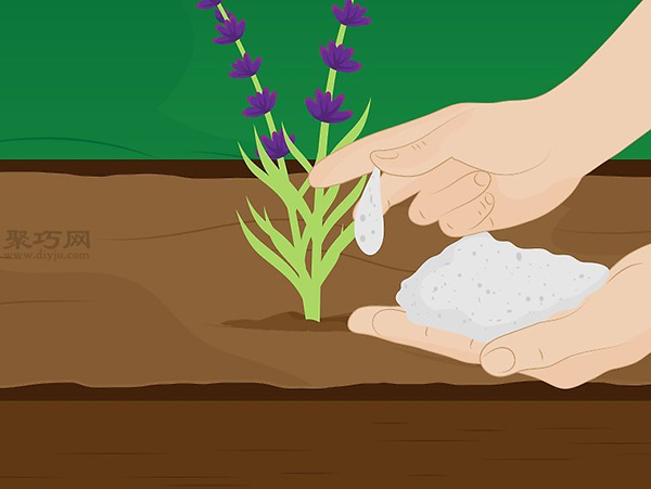 How to take care of lavender to see the planting of lavender tutorial