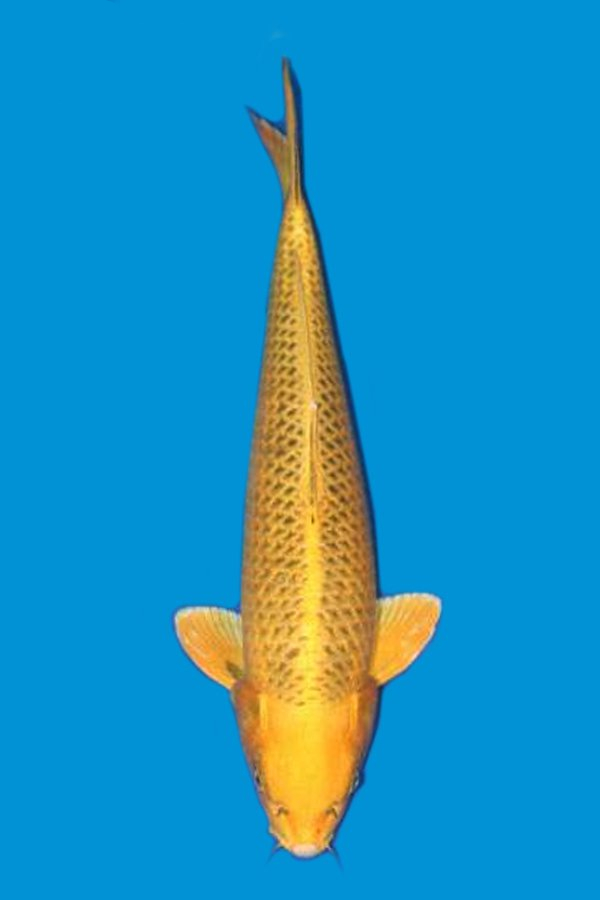 How does the yellow pine leaf koi compare with the silver scale koi?