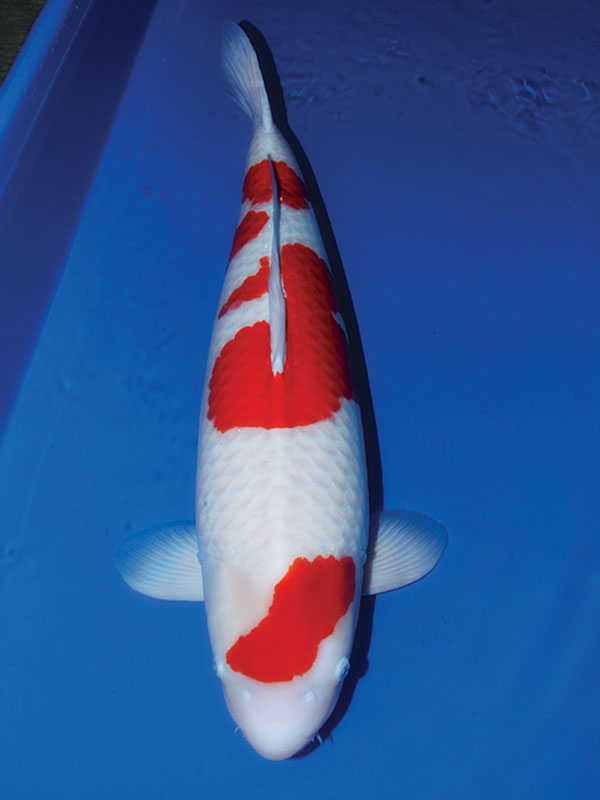 Koi are lying at the bottom of the fish tank, koi disease red skin disease-skin scale disease-koi disease and
