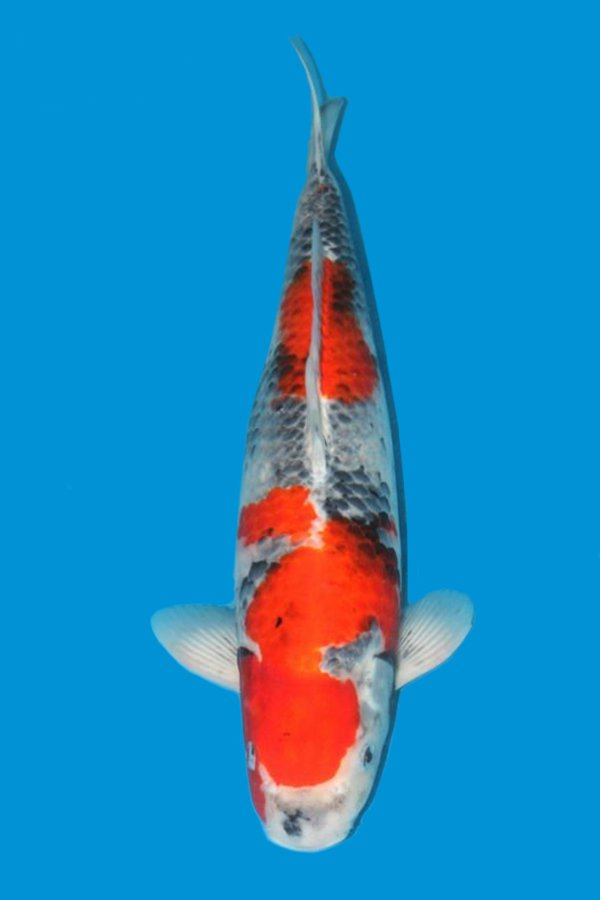 How about five colors and koi, yellow and other koi color characteristics