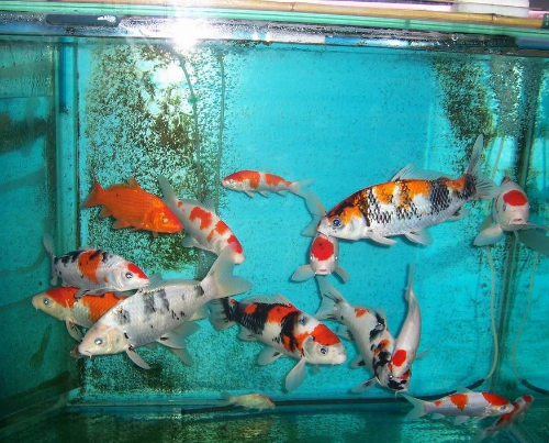 Koi and what fish are raised together, koi aquarium heaven and earth