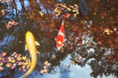 What should be paid attention to in koi culture? what are the symptoms of koi enteritis?